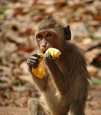 Monkeys like bananas because they are sweet. Monkeys prefer to consume sweet 
